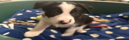 Border Collie dogs for sale: Border collie puppies  - Advert 7