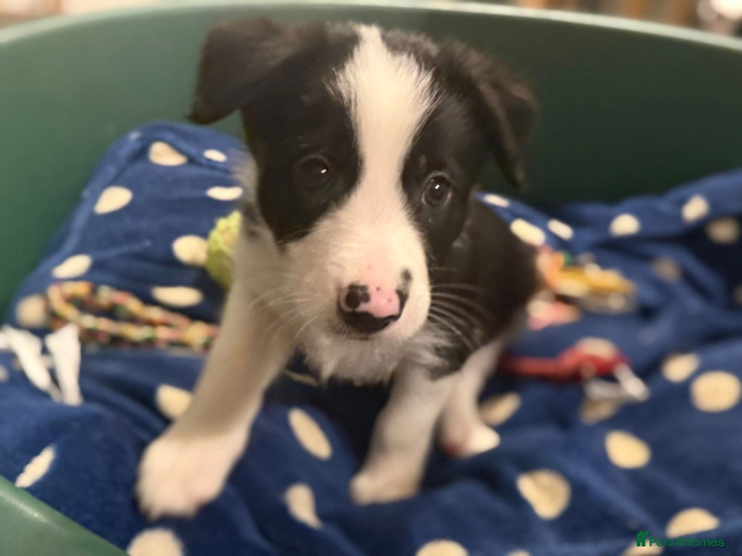 Border Collie dogs for sale: Border collie puppies  - Advert 7