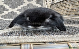 Mini Lop rabbits for sale: Gorgeous mini lop bucks available . - Image 9