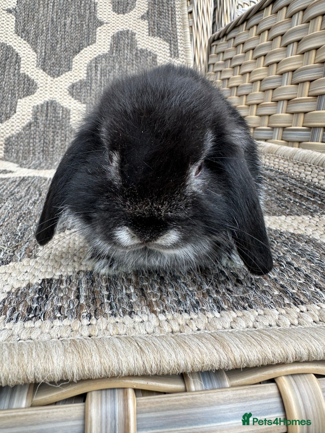 Mini Lop rabbits for sale: Gorgeous mini lop bucks available . - Image 9