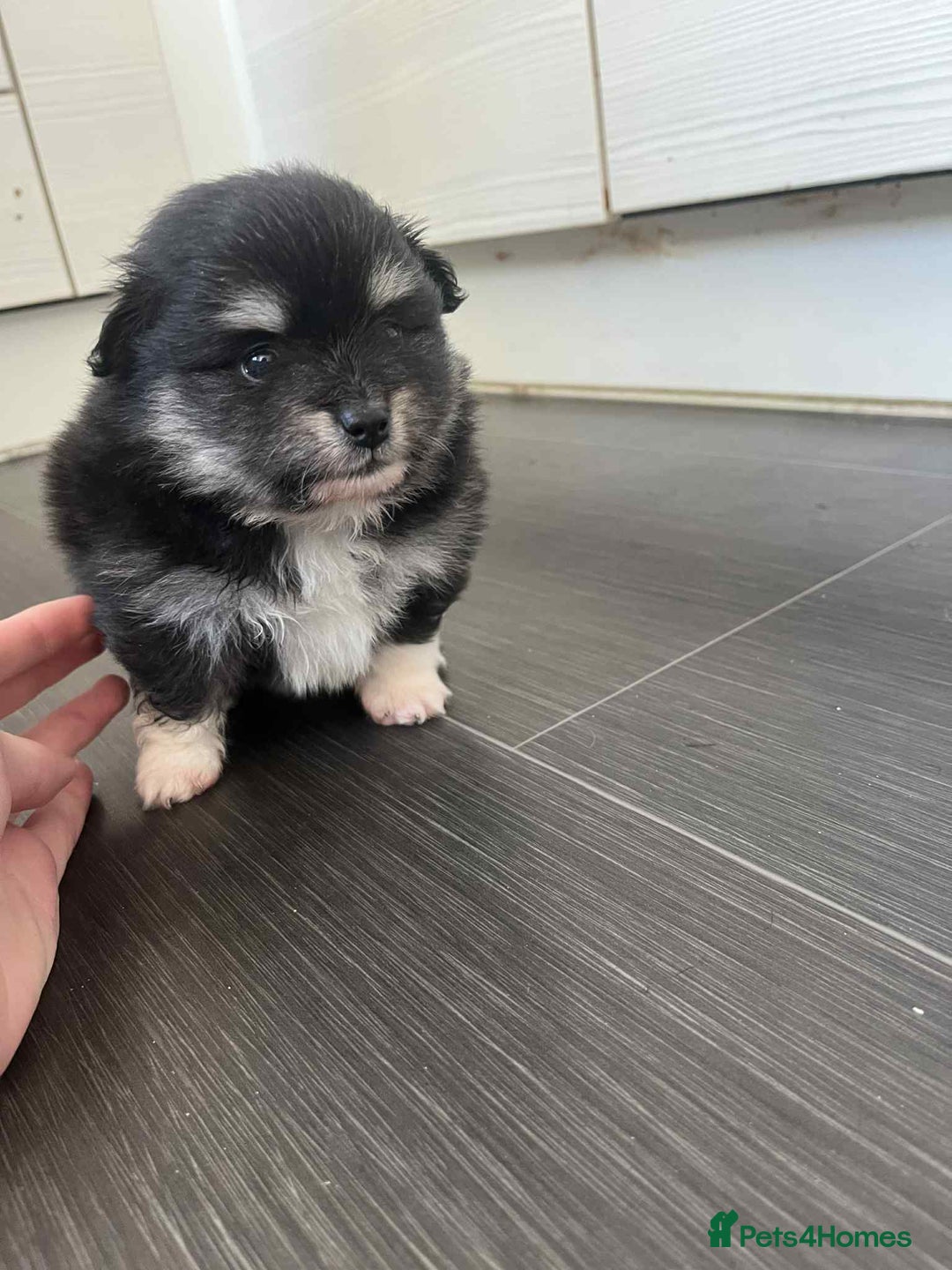 Mixed Breed dogs for sale: Pomspitz super fluffy babies  - Image 3