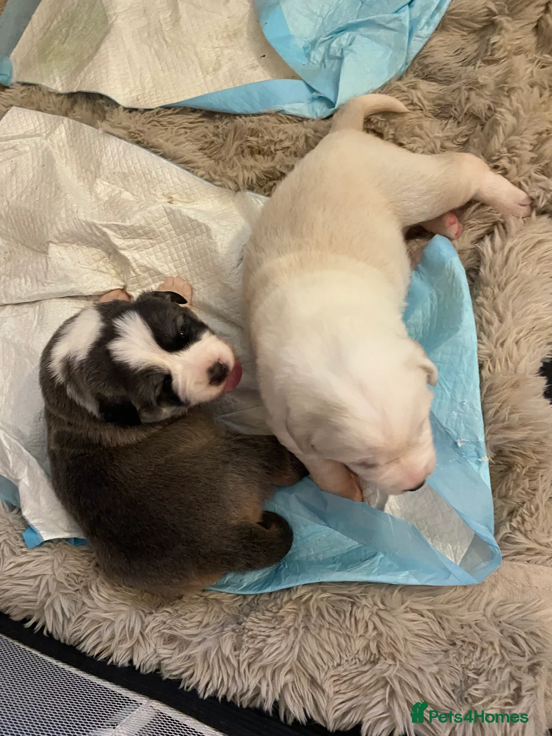 Central Asian Shepherd dogs for sale: Central Asian bitch  in Brynteg - Advert 5