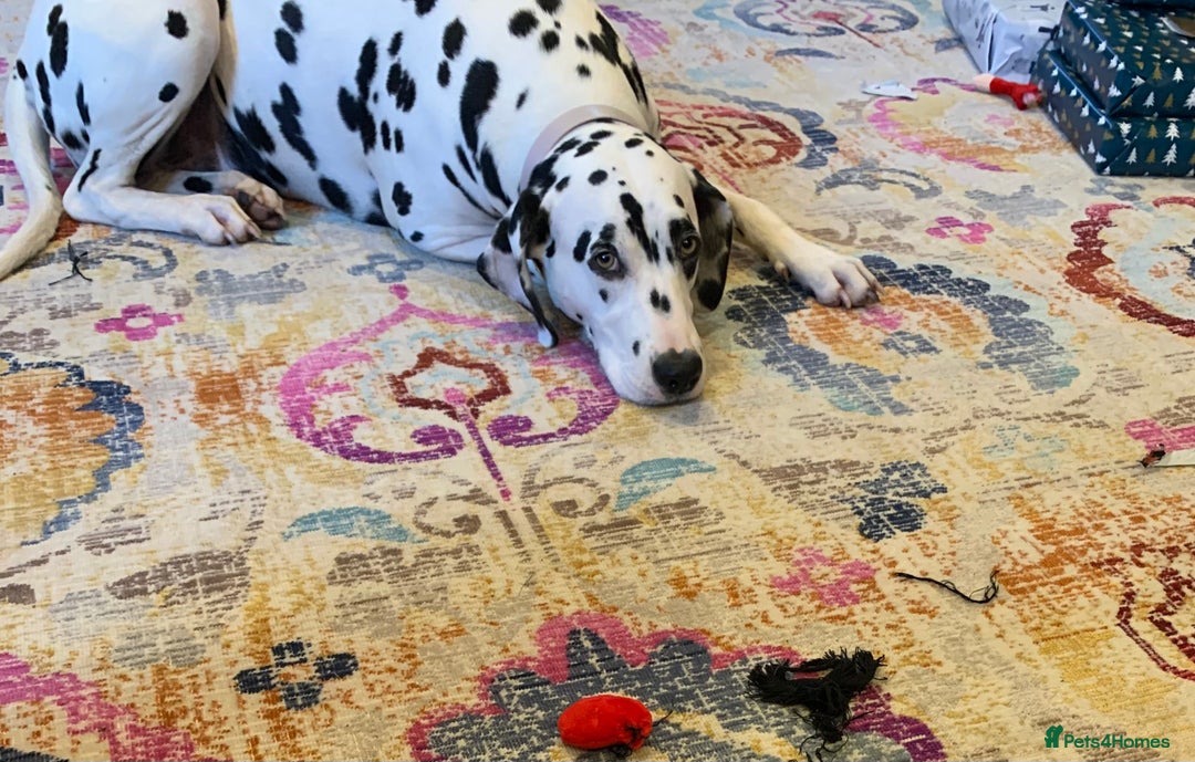 Dalmatian dogs for sale: 5 year old female Dalmatian  - Image 2