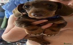 Miniature Dachshund dogs for sale: Beautiful Miniature dachshund  - Image 1