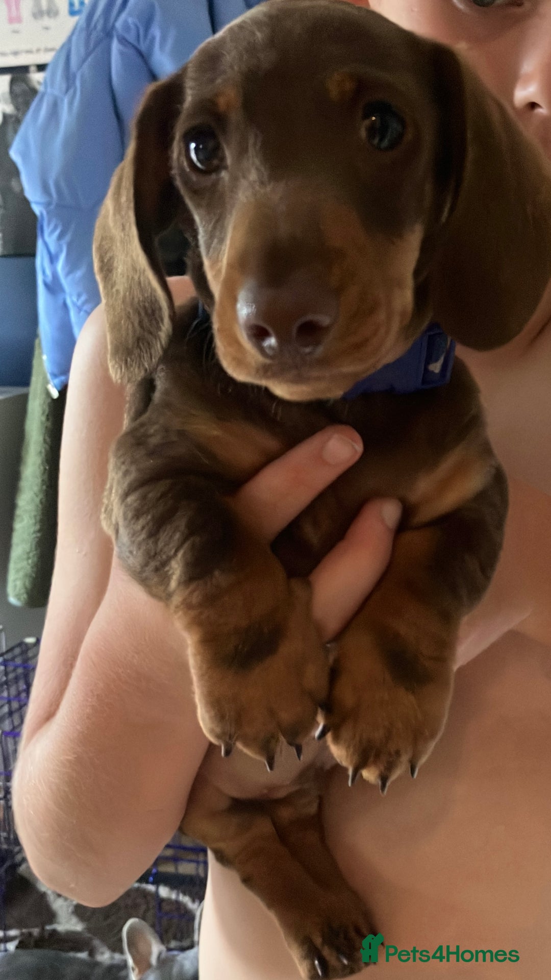 Miniature Dachshund dogs for sale: Beautiful Miniature dachshund  - Image 1