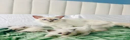 Ragdoll cats for sale: Remarkable Ragdolls  - Advert 11
