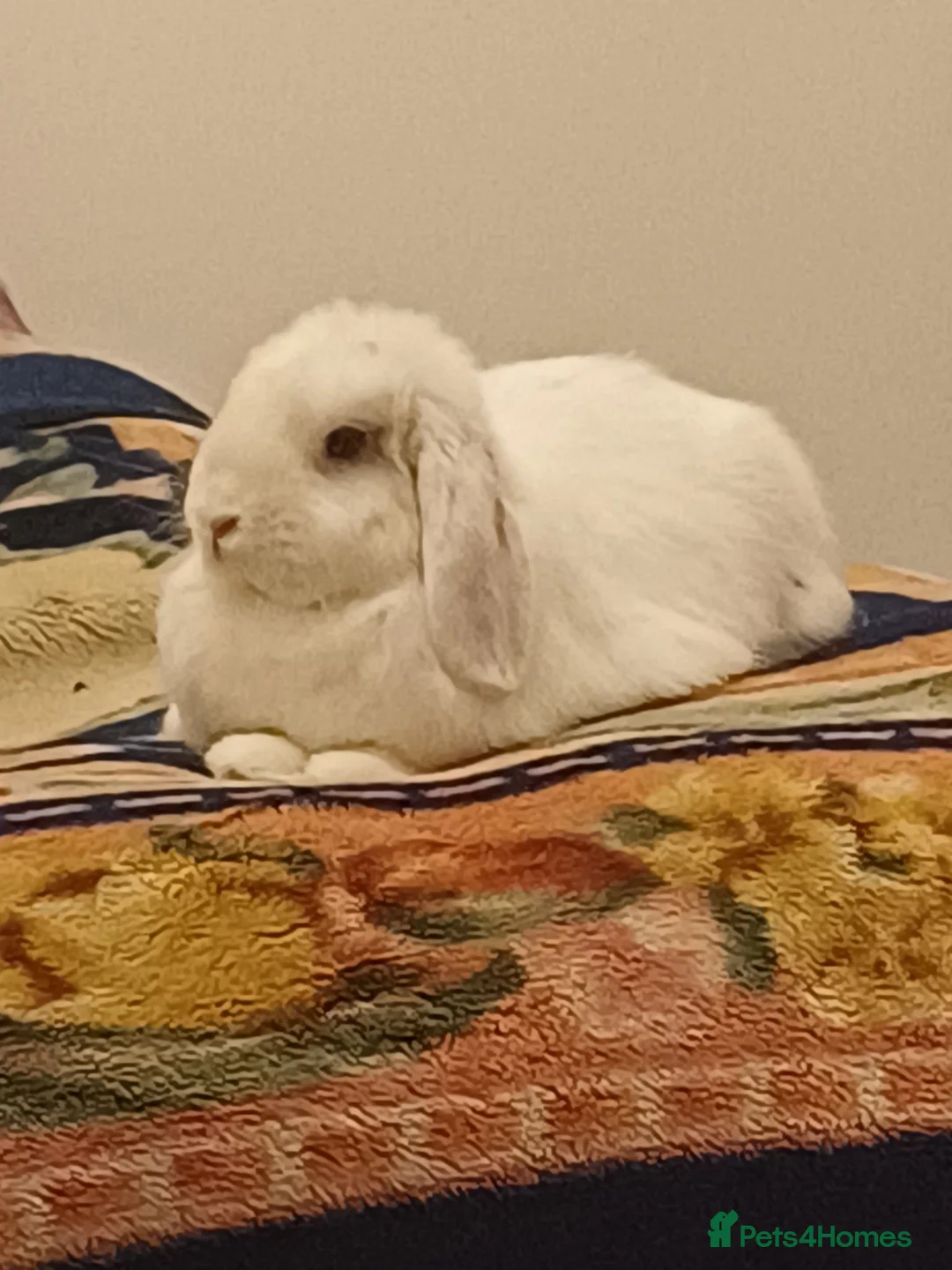 English Lop rabbits for sale: ADORABLE TITi in Bridgwater - Advert 5