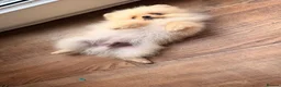 Pomeranian dogs for sale: ✨ Exceptional Pomeranian Puppies – KC Reg ✨ - Advert 7
