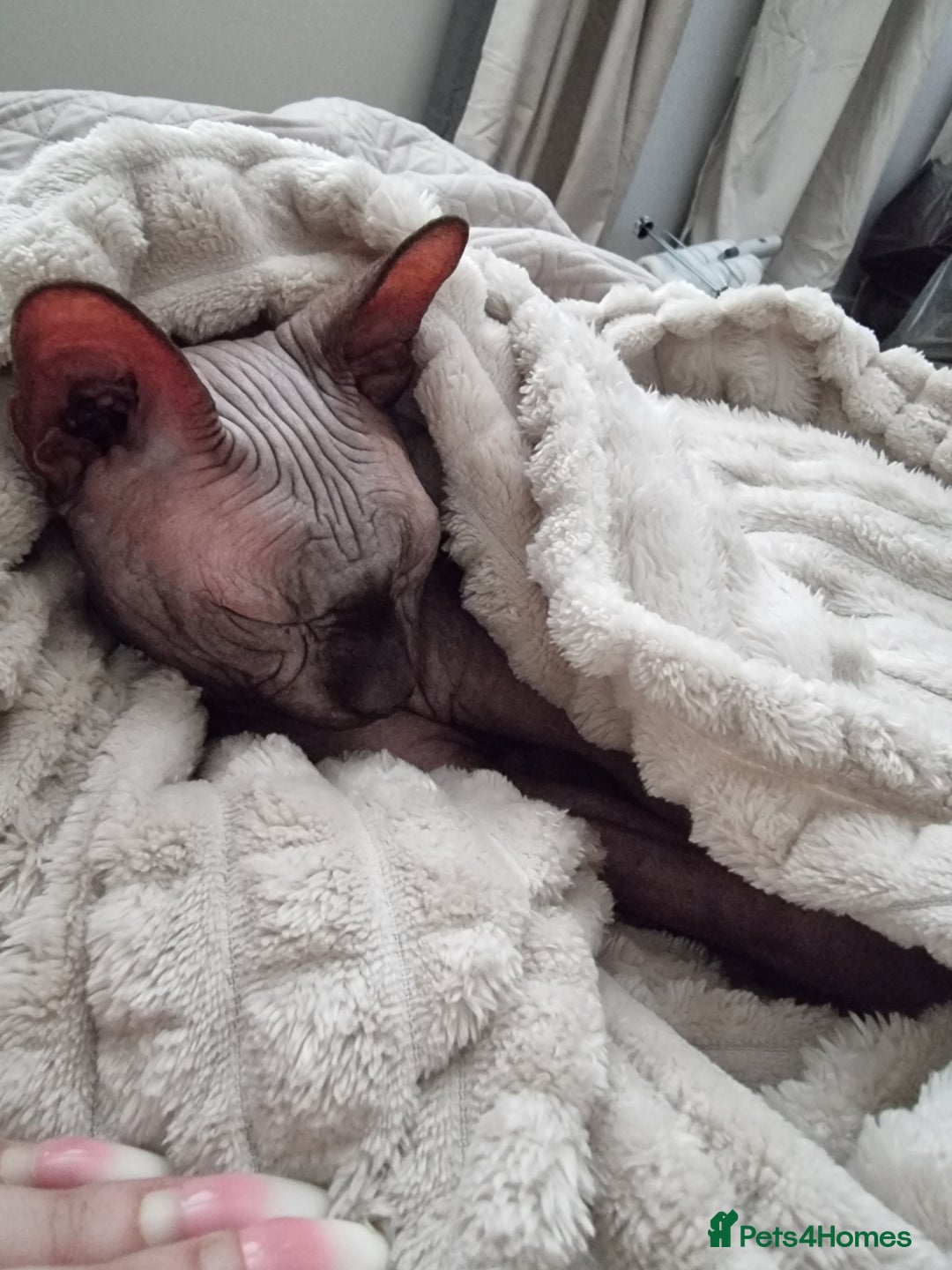Sphynx cats for sale: Mr wrinkles sphynx male cat  - Image 3