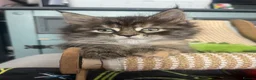 Maine Coon cats for sale: Beautiful Half Maine coon kittens  - Advert 29