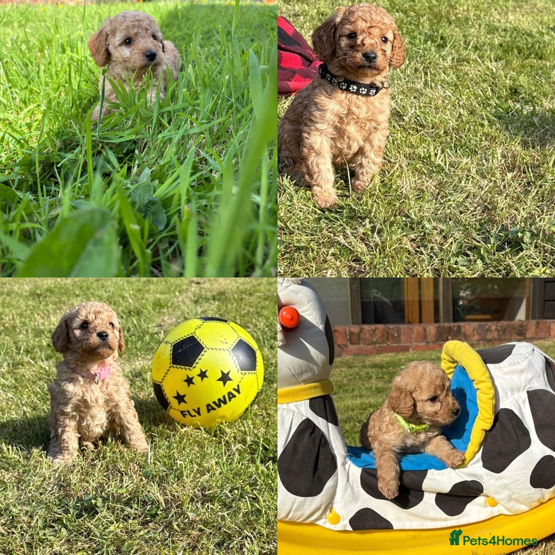 Cockapoo dogs for sale: Cute, Cuddly and Curly beautiful Cockapoos  in Presteigne - Image 1