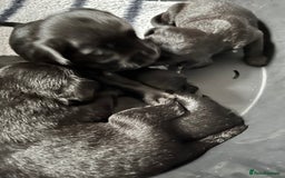 Cockerdor dogs for sale: 5 beautiful cockerdor puppies  - Image 4