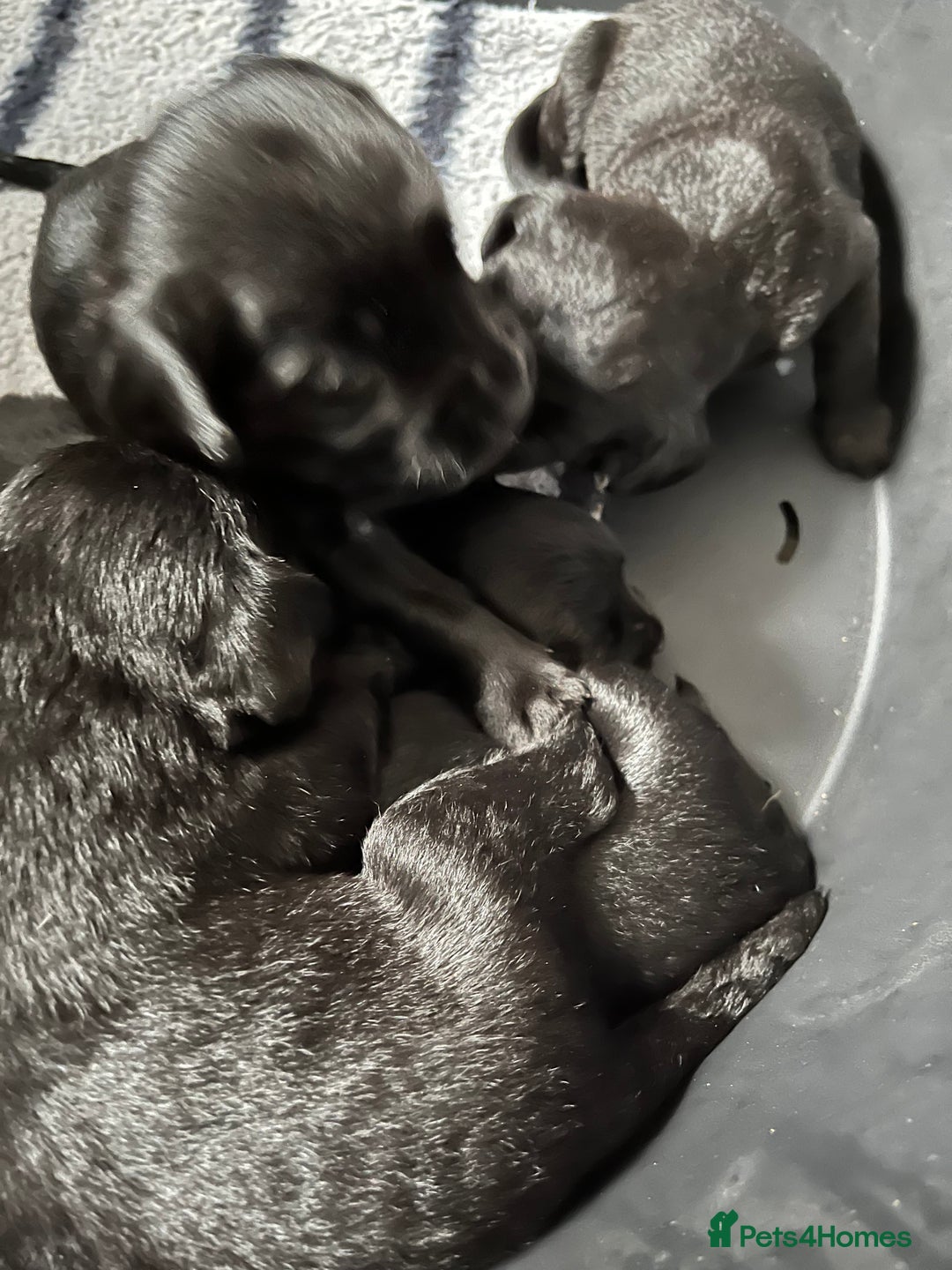 Cockerdor dogs for sale: 5 beautiful cockerdor puppies  - Image 4