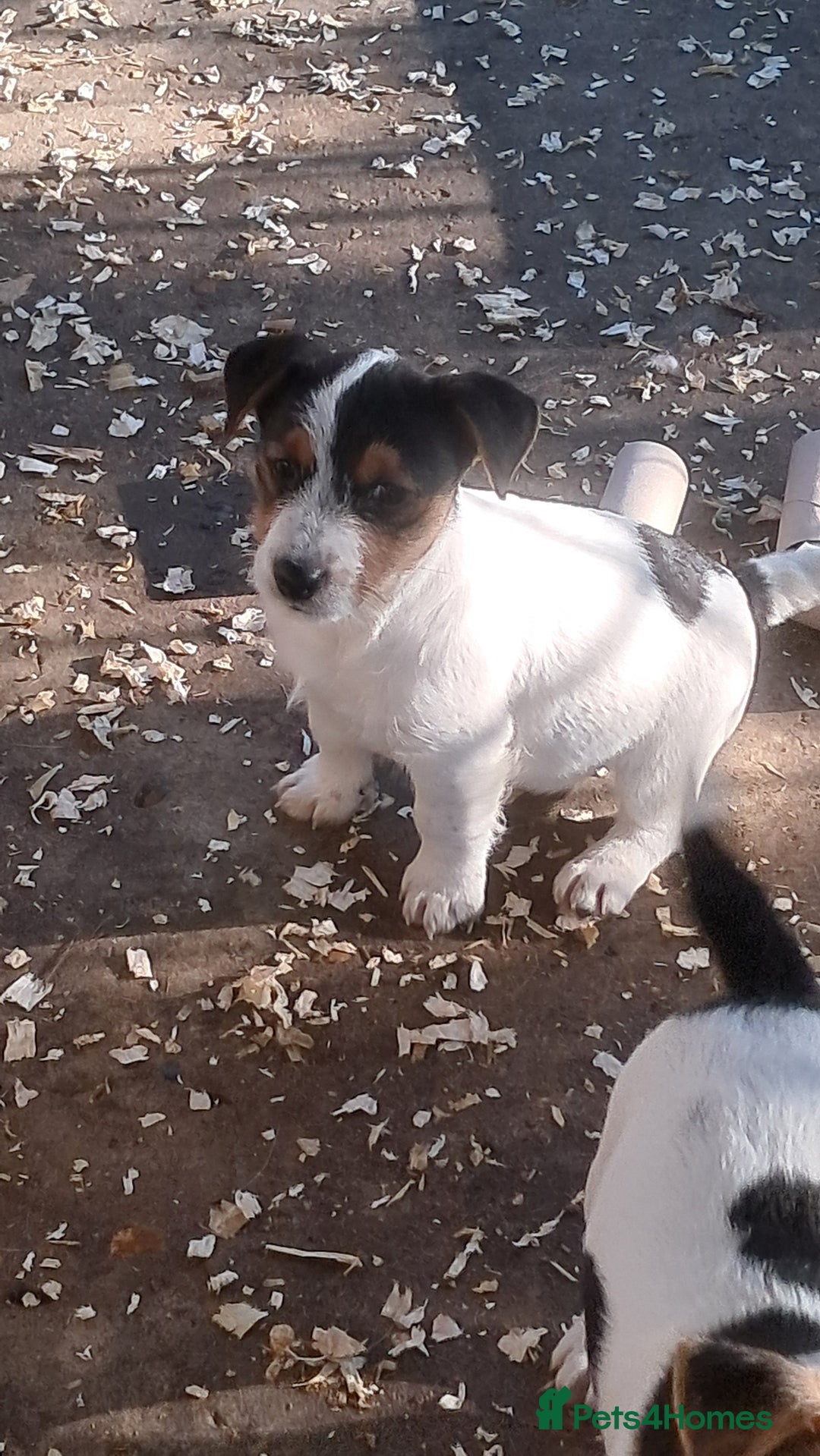 Jack Russell dogs for sale: KC Jack Russell pups, DNA Clear- LOA, SCA, PLL - Advert 15