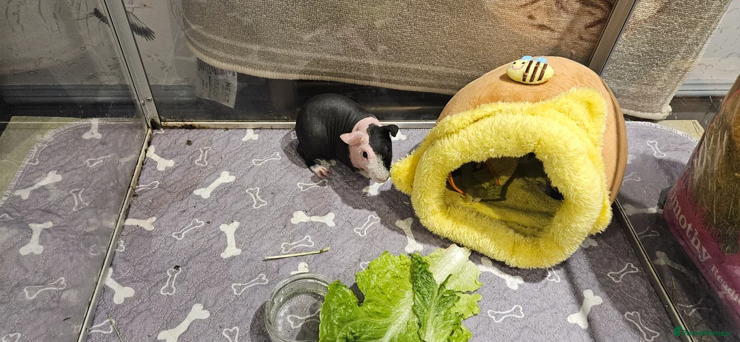 Guinea Pig rodents for sale: Beautiful Skinny Pig Brothers Looking for a home in Malmesbury - Advert 4