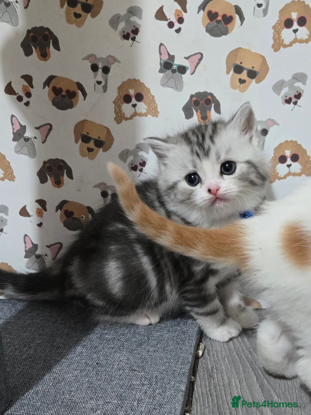 Brazilian Shorthair cats for sale: British shorthair x Persian  - Advert 15