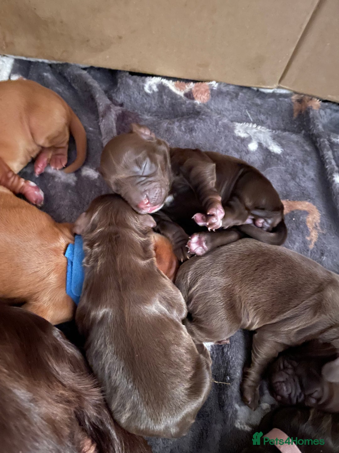 Cocker Spaniel dogs for sale: WAITING LIST - KC DNA CLEAR PUPS DUE 12/12/25 - Advert 12