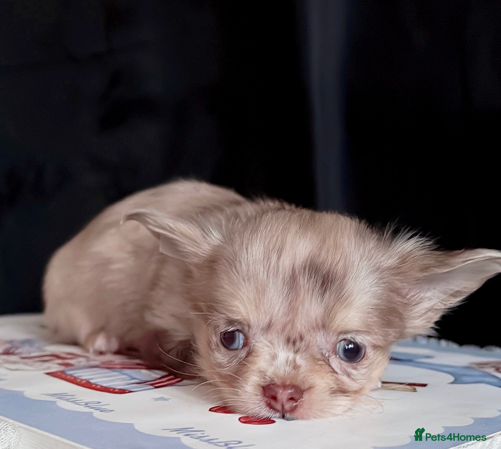 Chihuahua dogs Long haired chihuahuas  - Advert 8