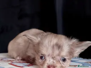 Chihuahua dogs Long haired chihuahuas - Advert 8