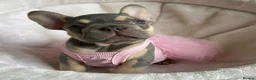 French Bulldog dogs for sale: FRENCH BULLDOGS, MERLE, ROJO, ISABELLA NEWSHADE. - Advert 35