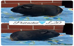Guinea Pig rodents for sale: Guinea pig boars  - Image 25
