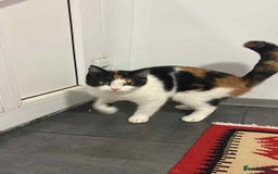 Mixed Breed cats for adoption: Carmen for adoption - Advert 5