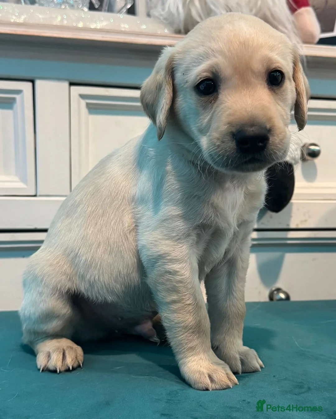 Labrador Retriever dogs for sale: KC Labrador Bitch Puppy ready to leave  - Advert 7