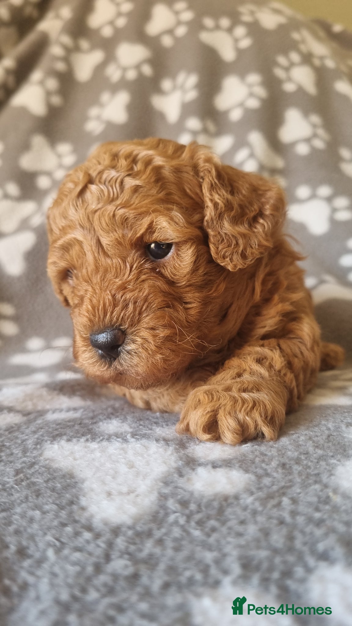 Maltipoo dogs Beautiful Maltipoo puppies,seeking furever home 🐾 - Advert 11