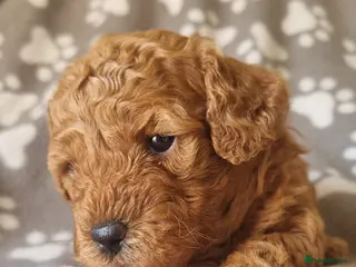 Maltipoo dogs Beautiful Maltipoo puppies,seeking furever home 🐾 - Advert 11