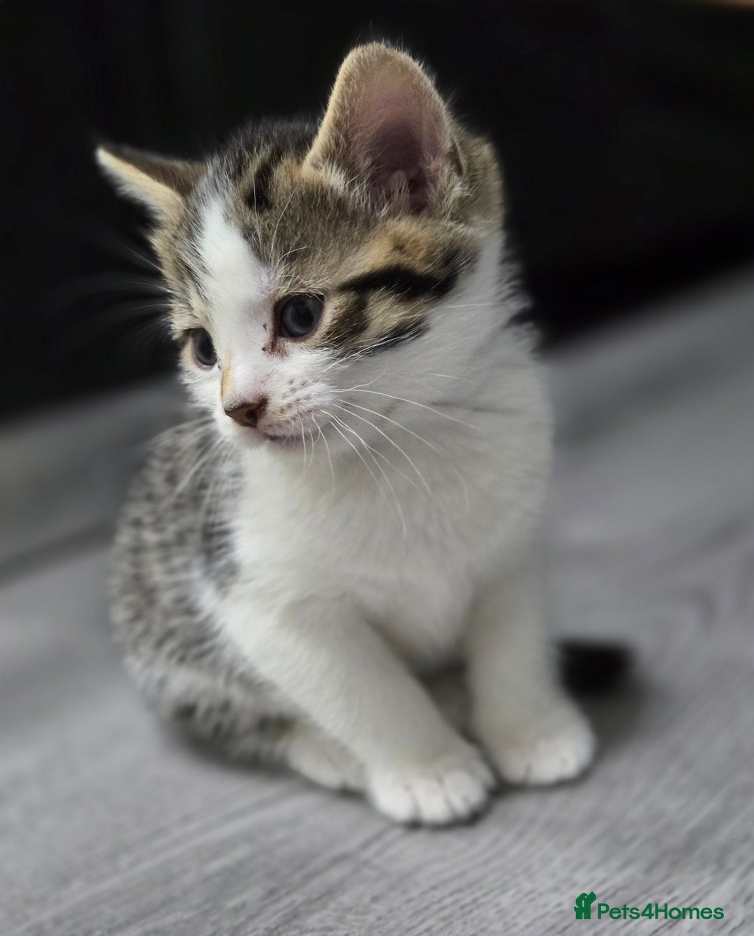 Mixed Breed cats for sale: Mixed breed kittens - Advert 10