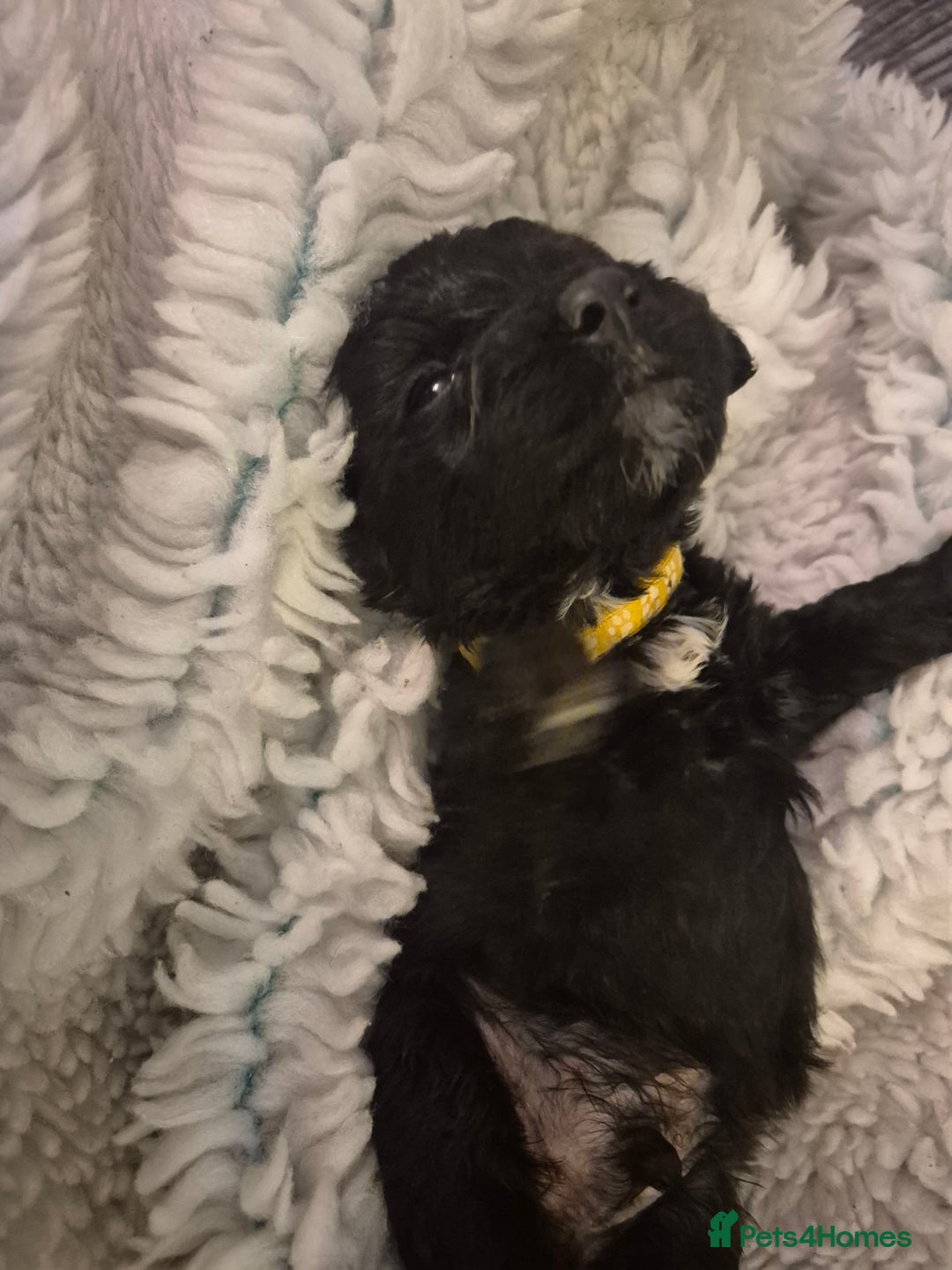 Cockapoo dogs for sale: cockapoo - Image 18