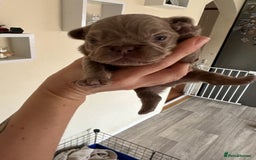 French Bulldog dogs for sale: Stunning Rare Fluffy French Bulldog Puppies - Image 2