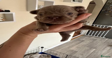 French Bulldog dogs - Advert 3