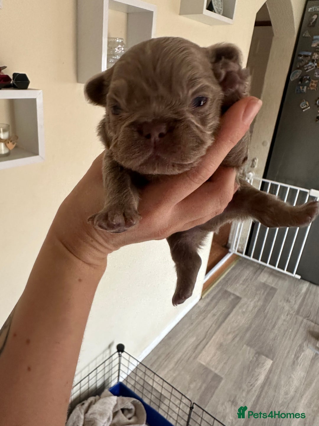French Bulldog dogs for sale: Stunning Rare Fluffy French Bulldog Puppies - Image 2