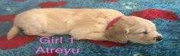 Golden Retriever dogs for sale: Gorgeous Chunky Golden Retriever Puppies - Advert 4