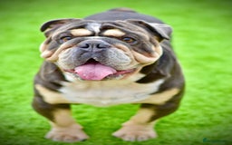 English Bulldog dogs for sale: One gorgeous female left 🐶  in Billericay - Image 37