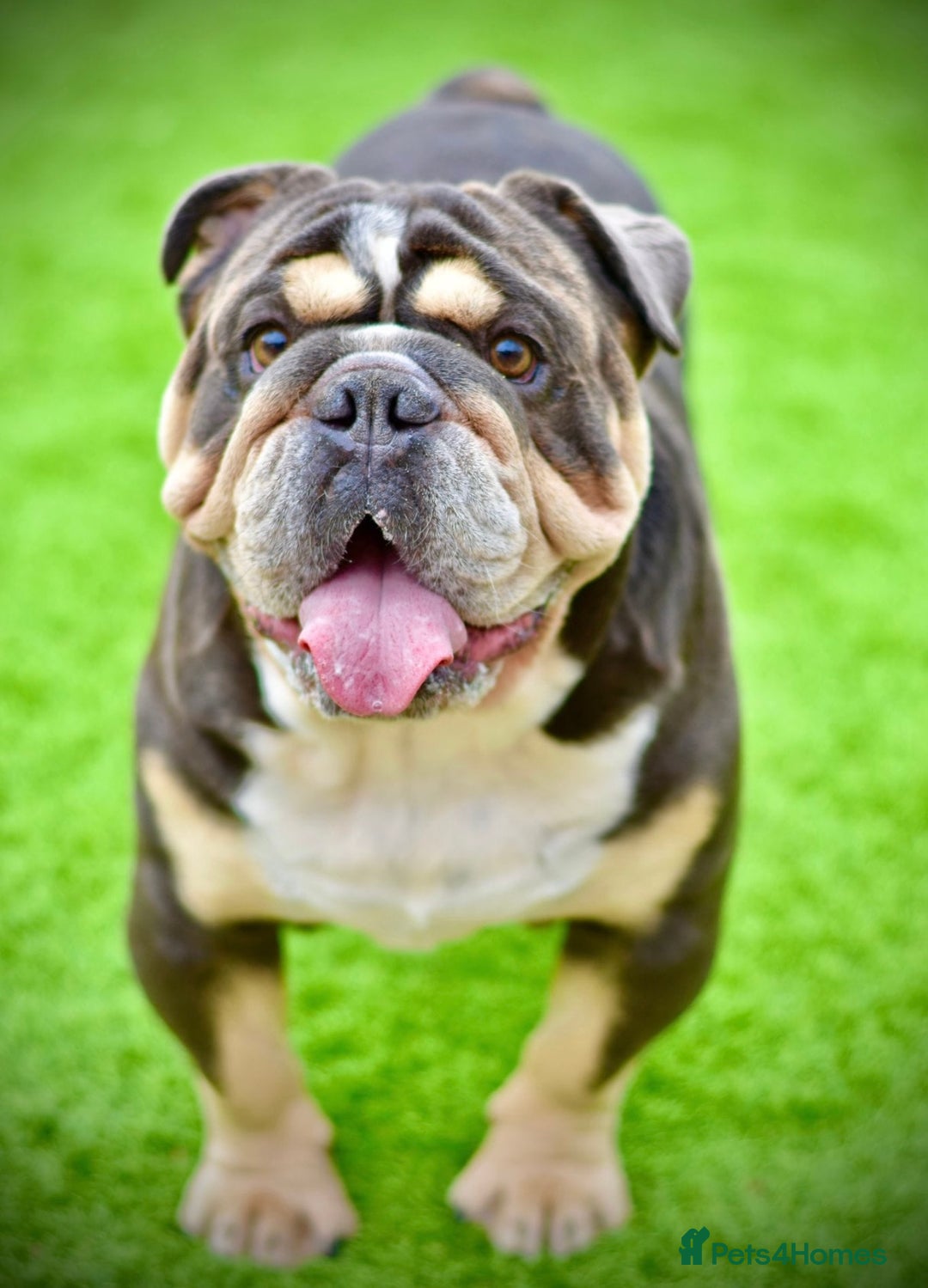English Bulldog dogs for sale: One gorgeous female left 🐶  in Billericay - Image 37