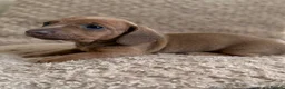 Miniature Dachshund dogs for sale: Beautiful KC Registered Miniature Dachshund Pups  - Advert 10