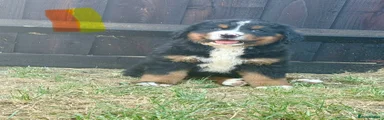 Bernese Mountain Dog 2