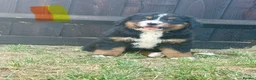 Bernese Mountain Dog dogs for sale:  Bernese mountain dog puppies in Chippenham - Advert 9