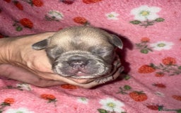 French Bulldog dogs for sale: French Bulldog Puppies  - Image 3