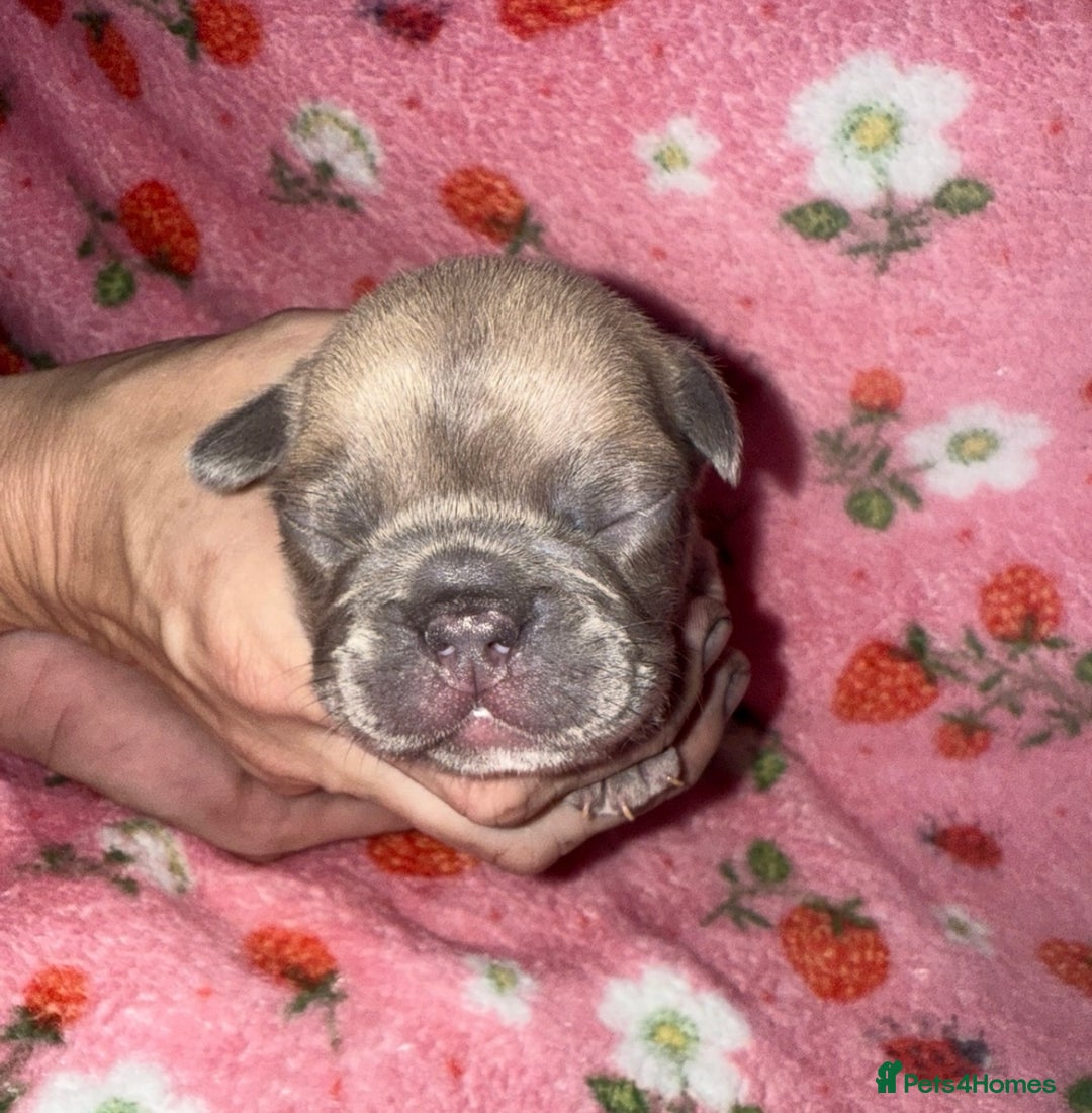French Bulldog dogs for sale: French Bulldog Puppies  - Image 3