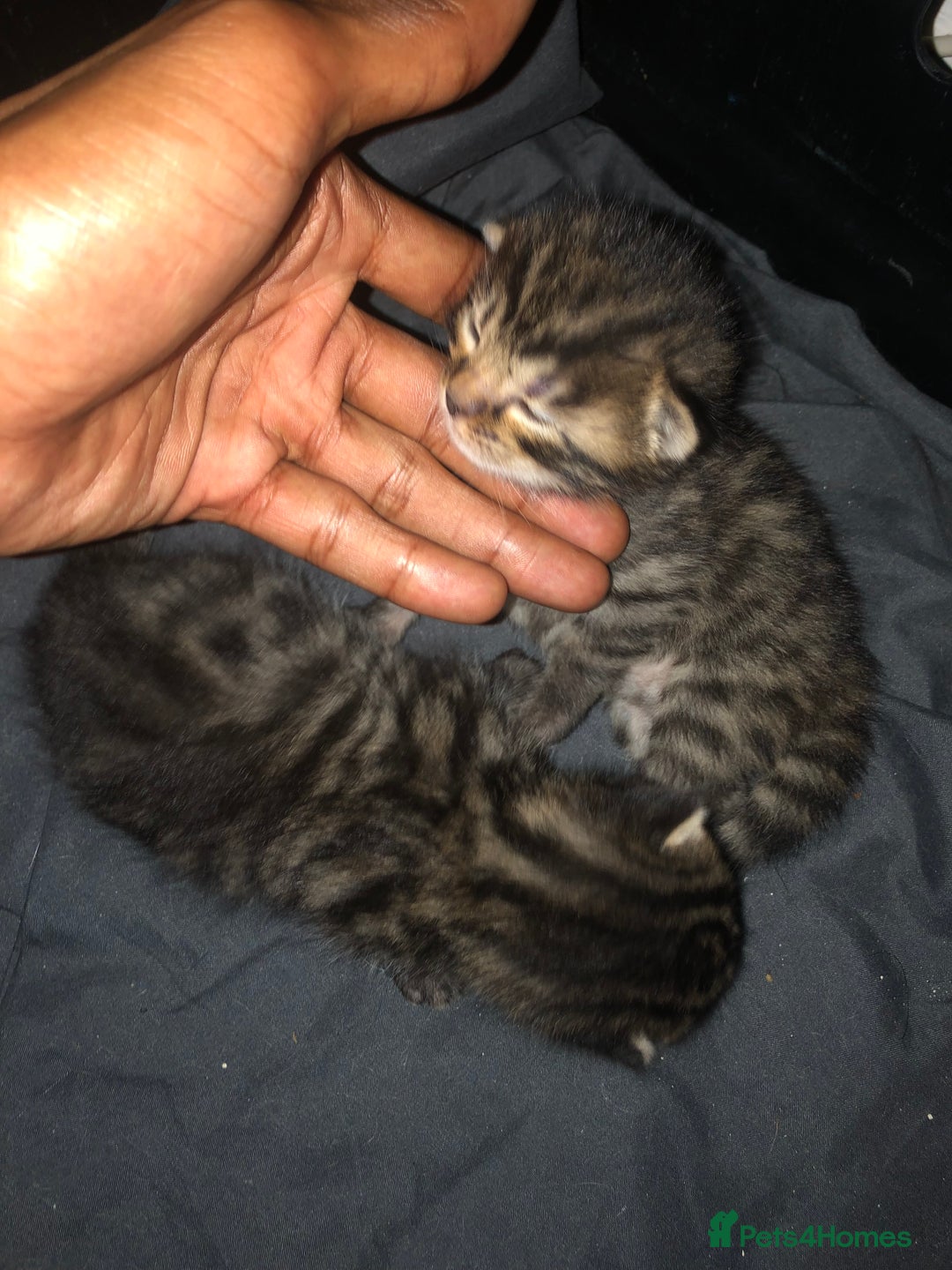 Bengal cats for sale: Bengal Persian kittens  - Image 4