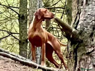 Hungarian Vizsla dogs Exceptional KC Hungarian Vizsla Puppies - Advert 4