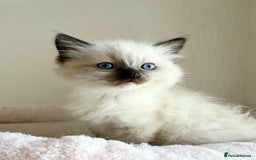 Ragdoll cats for sale: GCCF registered Ragdoll Kittens - Image 2
