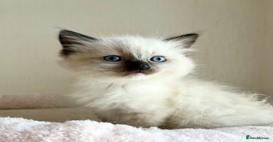Ragdoll cats - Advert 13