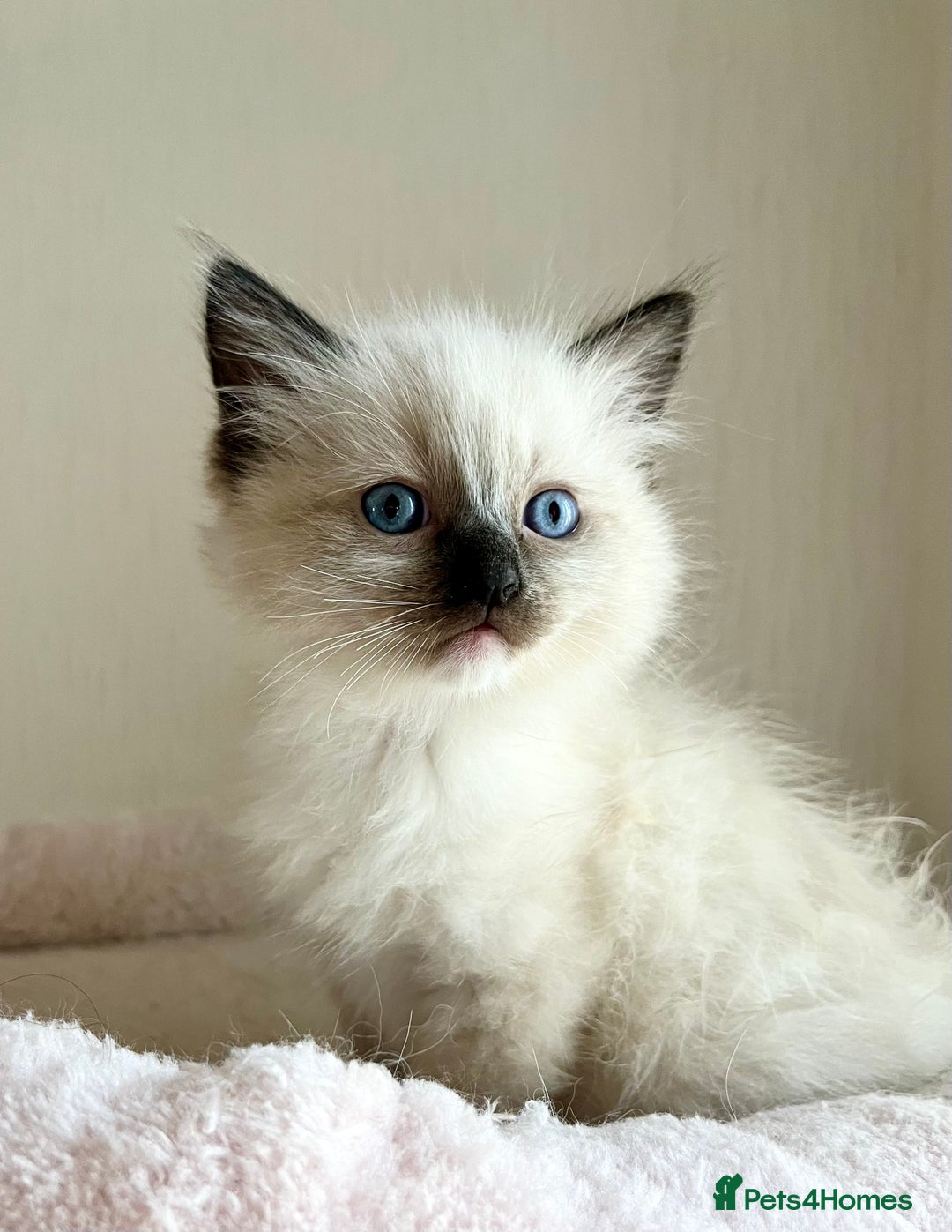 Ragdoll cats for sale: GCCF registered Ragdoll Kittens - Image 2