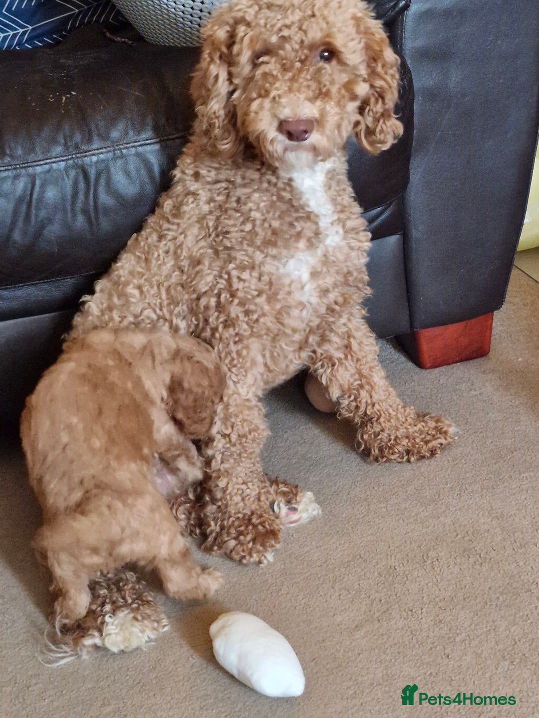 Mixed Breed dogs for sale: Adorable puppies ready from 22 12.25 - Advert 19