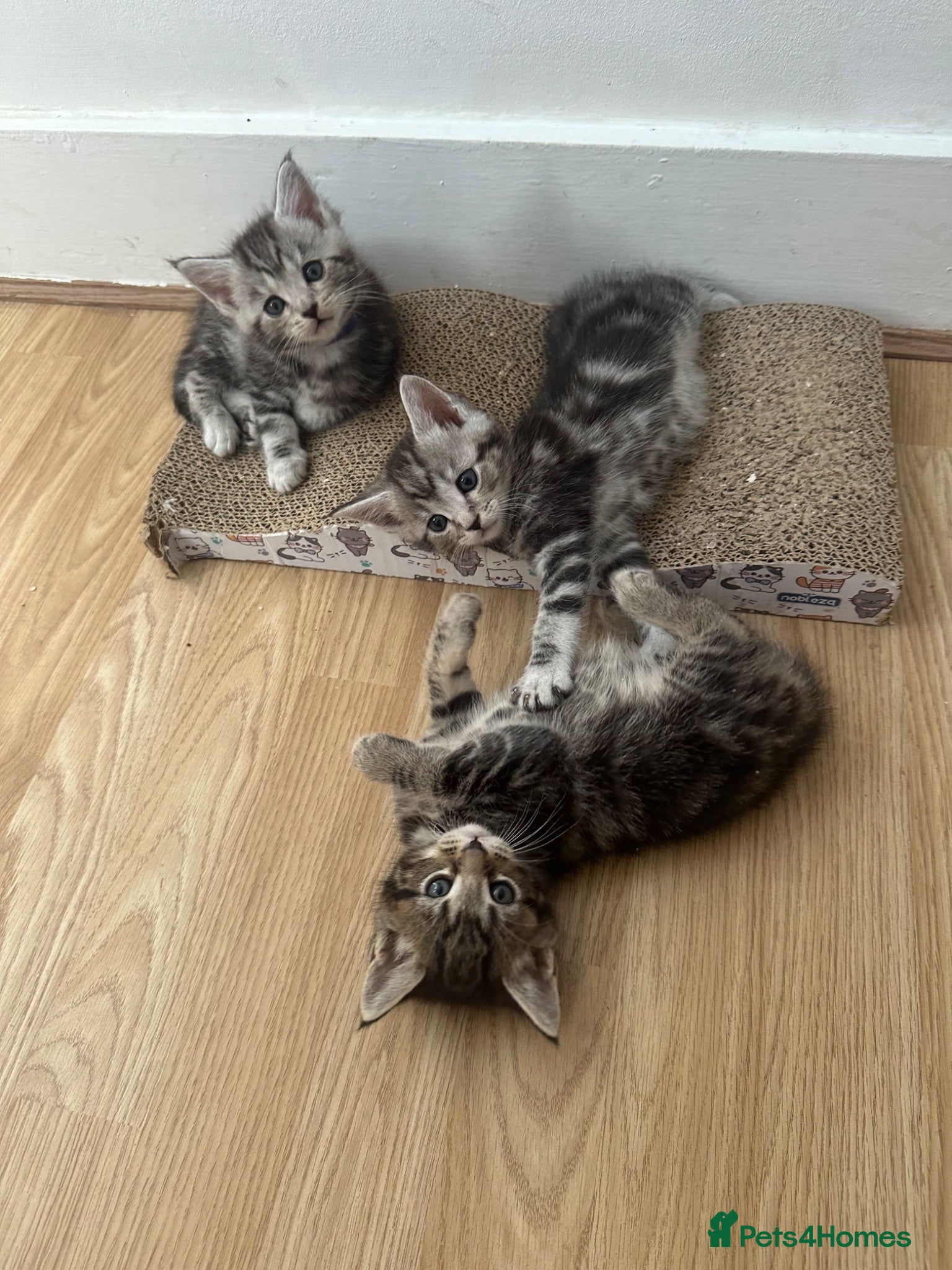 Maine Coon cats 6 Beautiful Maincoon x kittens available  - Advert 2