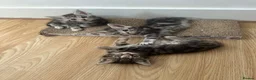 Maine Coon cats for sale: 6 Beautiful Maincoon x kittens available  in Chatteris - Advert 1